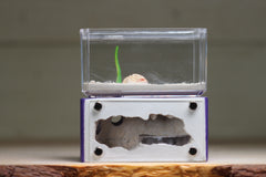 Mini Hearth (Purple 3234)