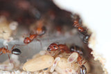 Camponotus discolor (1-5 workers)(Queen and Colony)