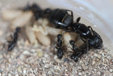 Camponotus pennsylvancius (4-8 workers)w/ Mini Hearth