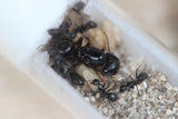 Camponotus pennsylvancius (4-8 workers)w/ Mini Hearth