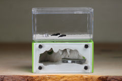 Mini Hearth (Lime 4216)