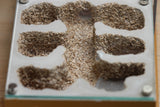 Fallen Fortress (Brown 2704)(Golden Vermiculite)