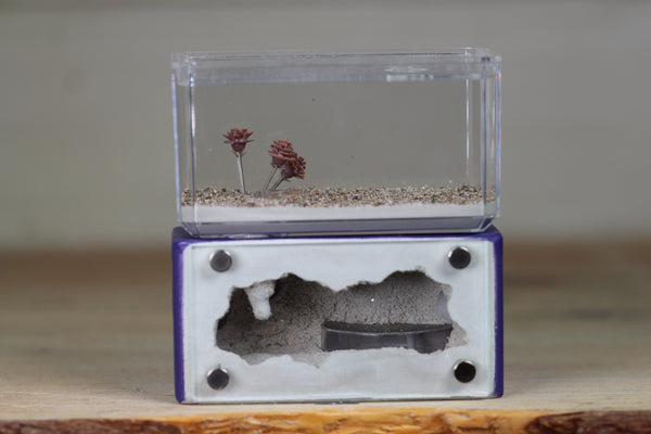 Mini Hearth (Purple 3083)