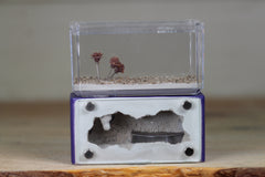 Mini Hearth (Purple 3083)