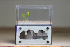 Mini Hearth (Purple 5236)