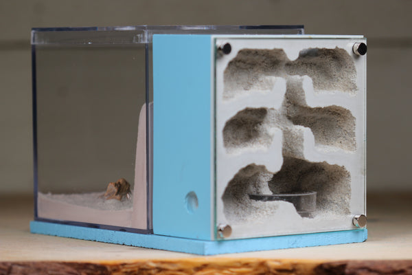 Fortress Formicarium – Tar Heel Ants