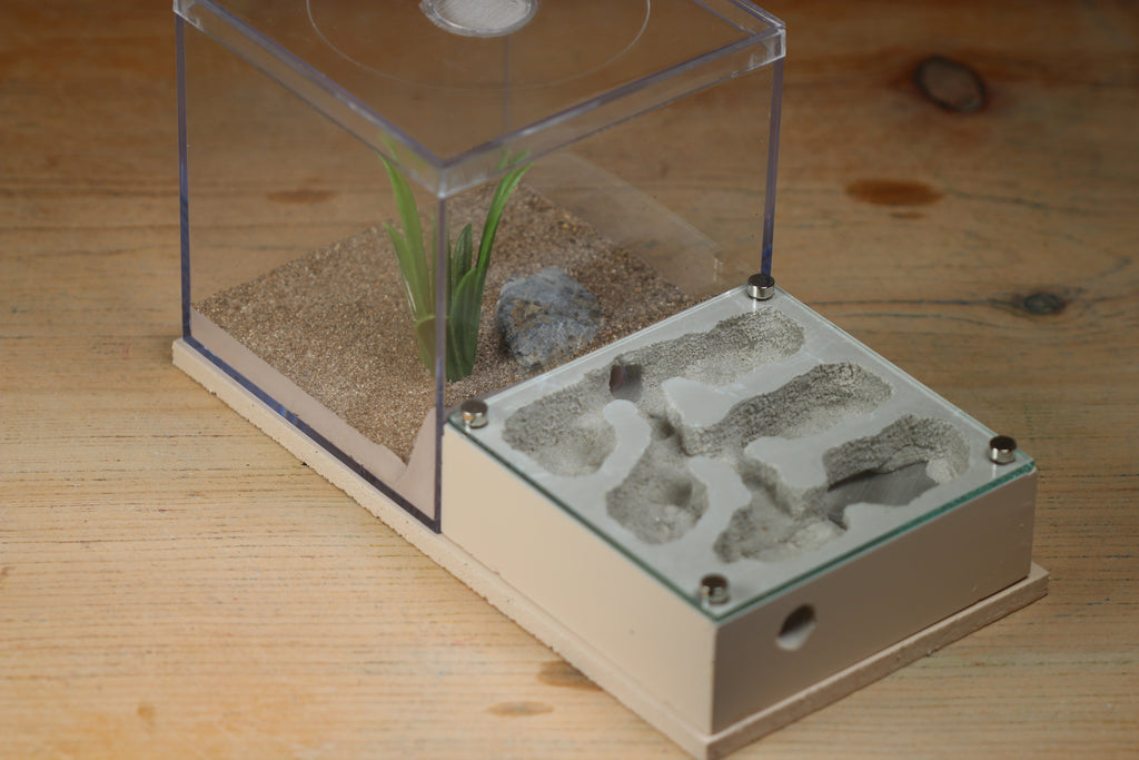 Fortress Formicarium Tar Heel Ants