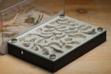 Labyrinth (1502 Black)(Small Ants)
