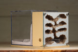 Fortress (Type III)(Beige 6307)