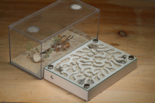 Labyrinth (1528 Bone)(Small Ants)