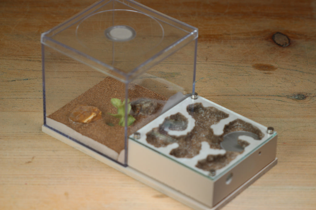 Fortress Formicarium Tar Heel Ants