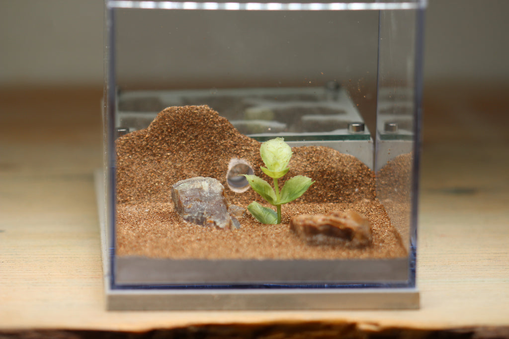 Fortress Formicarium Tar Heel Ants