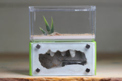 Mini Hearth (Lime 3056)
