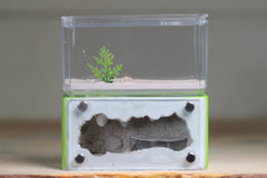 Mini Hearth (Lime 3058)