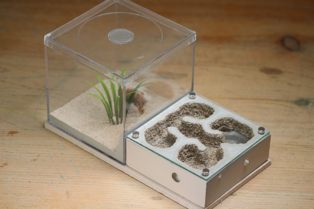 Fortress Formicarium Tar Heel Ants