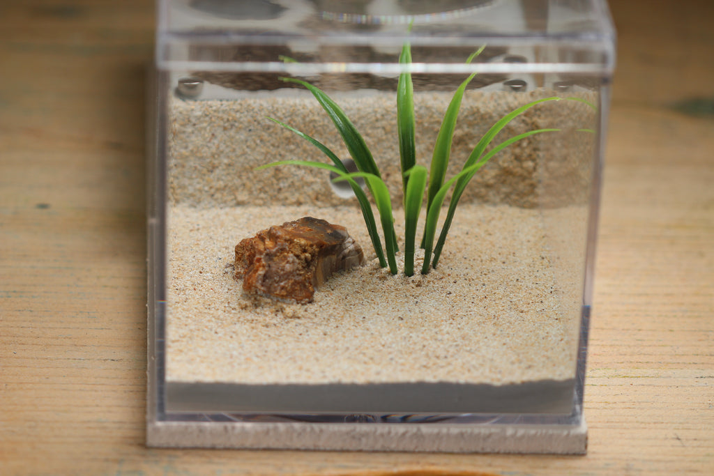 Fortress Formicarium Tar Heel Ants