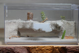 Custom Canyon Foraging Area 4 (9x5x5)