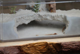 Custom Canyon Foraging Area 4 (9x5x5)