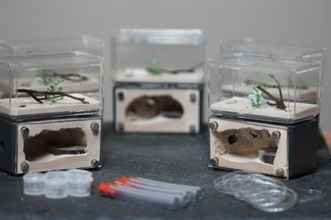 2025 Black Friday/ Holiday Sales Mini Hearth Bundle