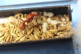 Pogonomyrmex occidentalis Colony (80+)(Ants Only)